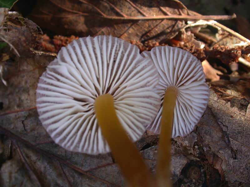 Escursione autunnale in Corsica - 3